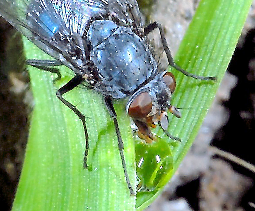 Ape mellifera che beve!!